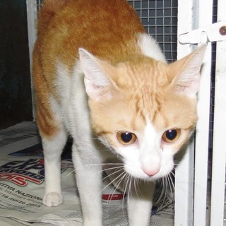 Savona, gattina indipendente cerca casa