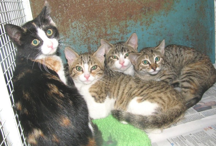 Enpa oggi raccoglie pappa per i gatti liberi Enpa oggi raccoglie pappa per i gatti liberi