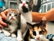 Savona, gattini abbandonati cercano casa Savona, gattini abbandonati cercano casa