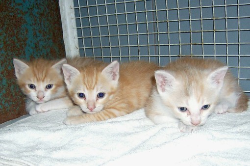 I gattini abbandonati I gattini abbandonati