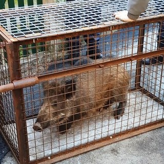 La segnalazione di ENPA: "Spari a Ranco, sulle alture di Savona"