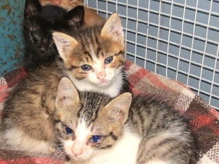 I gattini prima delle cure