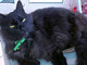 Smarrito a Borghetto il gattone nero "Ciro" Smarrito a Borghetto il gattone nero "Ciro"