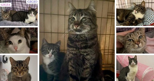 Emergenza adozioni gatti in provincia di Savona: 19 felini cercano casa con urgenza Emergenza adozioni gatti in provincia di Savona: 19 felini cercano casa con urgenza