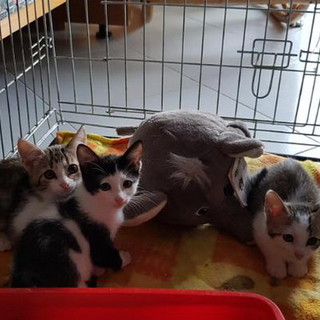 L'allarme degli animalisti: "Donna chiede sul web finte adozioni di gatti, poi li uccide. Fate attenzione"