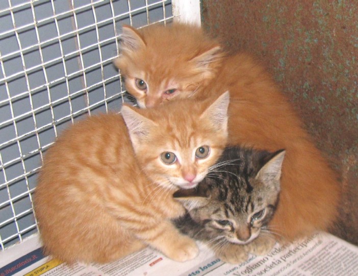 Gattini ritrovati