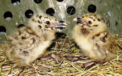 L'ENPA Savona: "Convivere con un nido di gabbiani si può: ecco come gestirlo"