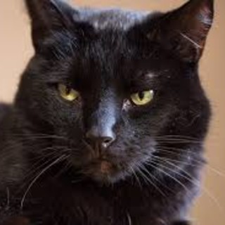 Spotorno: “Essere superstiziosi porta male. Venerdì 17 e altre credenze” incontro con Silvano Fuso, divulgatore del CICAP