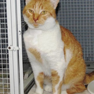 Gatto rosso e affettuoso attende di essere adottato: l'appello dell'Enpa