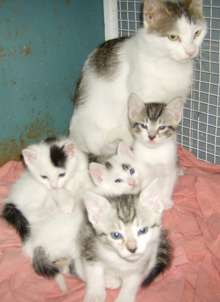 Millesimo: gatti maltrattati in Valbormida, indaga l'Enpa Millesimo: gatti maltrattati in Valbormida, indaga l'Enpa