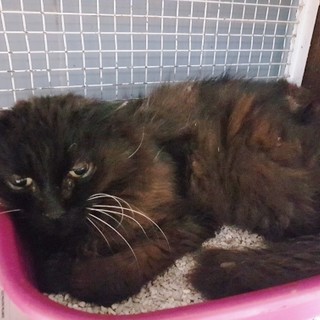 Gatto intrappolato in cantina rischia di morire di  fame e sete, i volontari fanno di tutto per salvarlo