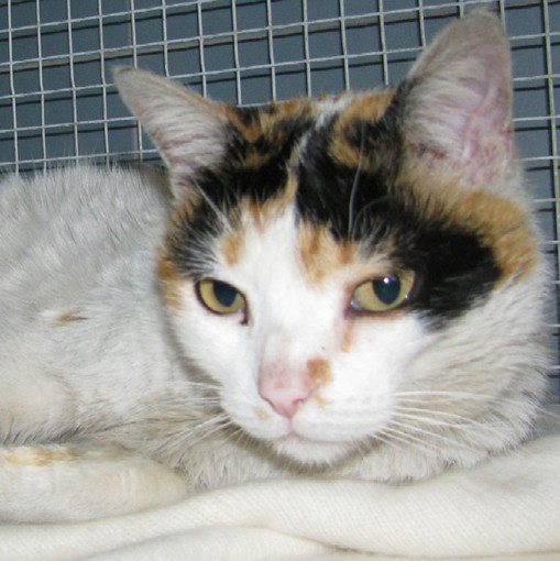 Gatta nei giardini dell'Istituto Della Rovere Savona: nelle mani dell'Enpa Gatta nei giardini dell'Istituto Della Rovere Savona: nelle mani dell'Enpa