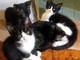 Celle Ligure: appello dell'Enpa &quot;4 gattini da adottare&quot;