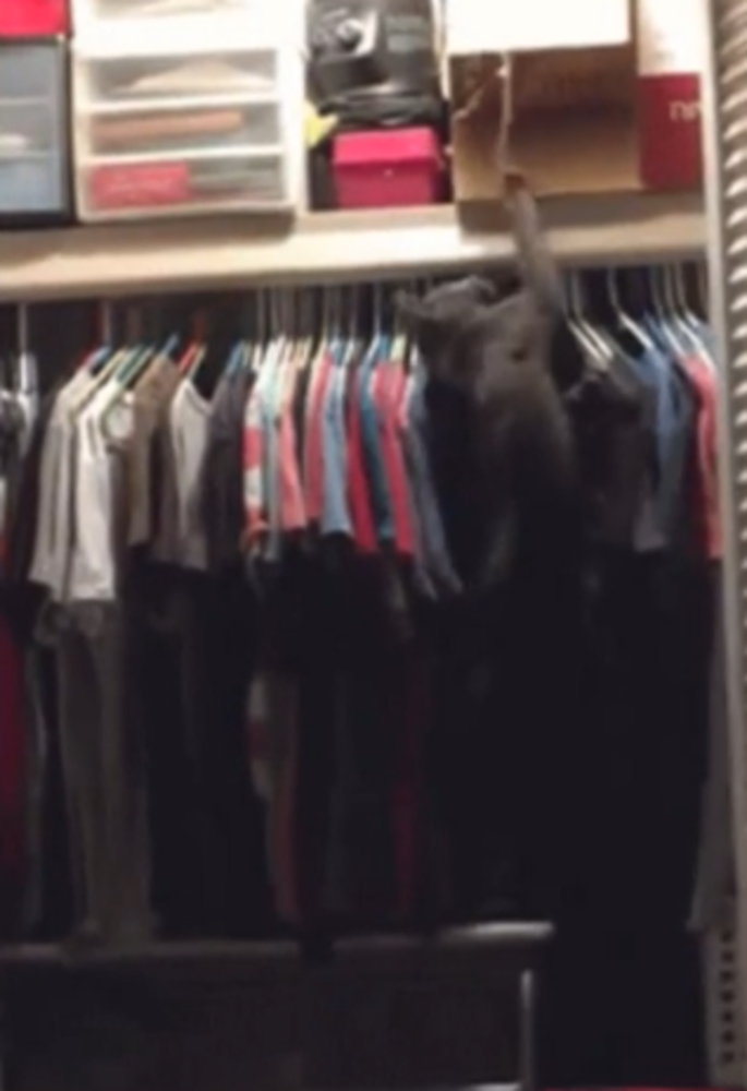 Amici degli animali: non dire gatto se non ce l'hai... nell'armadio (VIDEO DA NON PERDERE) Amici degli animali: non dire gatto se non ce l'hai... nell'armadio (VIDEO DA NON PERDERE)