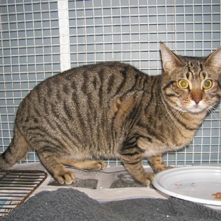 Enpa: un gatto tra le nevi