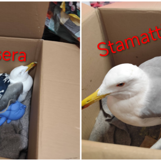 Gabbiano "brillo" soccorso dai volontari dell'Enpa: colpa del pane fermentato