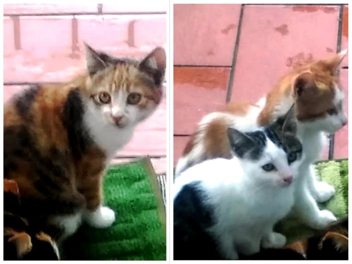 L'appello dell'Enpa: &quot;Tre gattini di pochi mesi cercano casa&quot; (FOTO)