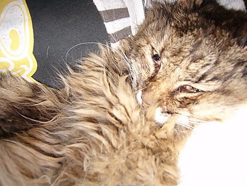 Dopo i cinghiali, i gatti Dopo i cinghiali, i gatti