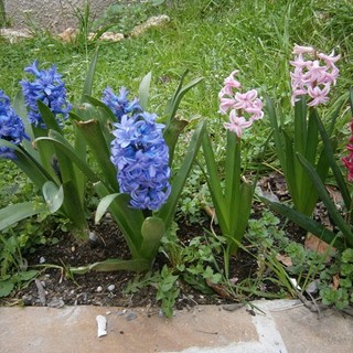 E' arrivata la primavera