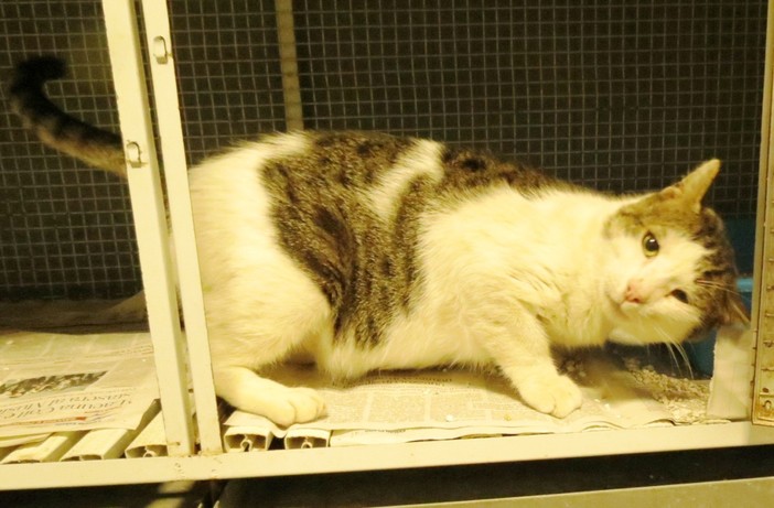 Gatto ferito cerca casa: l'appello dell'Enpa Gatto ferito cerca casa: l'appello dell'Enpa