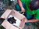 Savona, trovati in un carro merci nel parco Doria una cucciolata di gattini