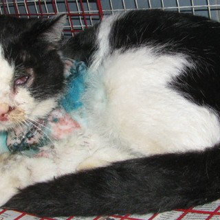 Albisola: colpito con pallini da caccia, un gattino perderà l'occhio sinistro