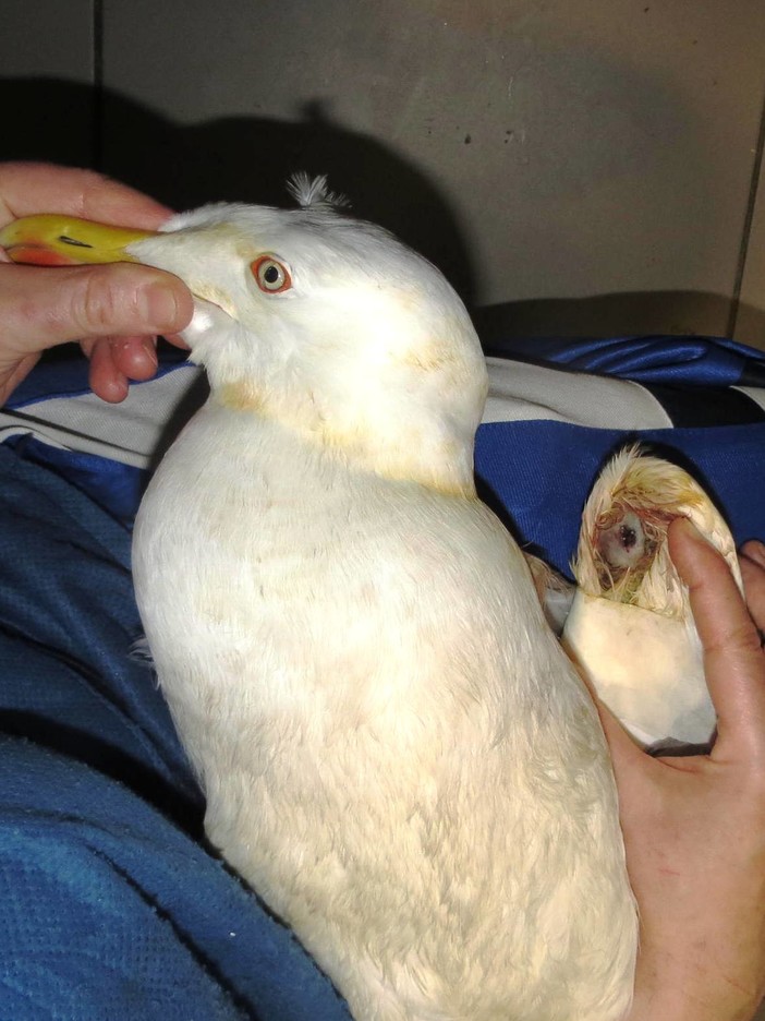 Fucilate a un gabbiano a Bergeggi