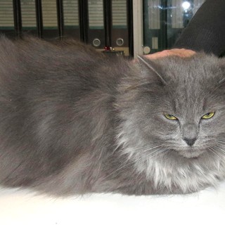 Appello di solidarietà: ritrovato un gatto maschio a Millesimo