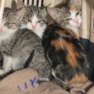 I gattini abbandonati ad Albisola