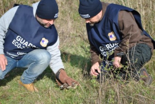 Savona: Corso per guardie Eco-Zoofile Oipa Savona: Corso per guardie Eco-Zoofile Oipa