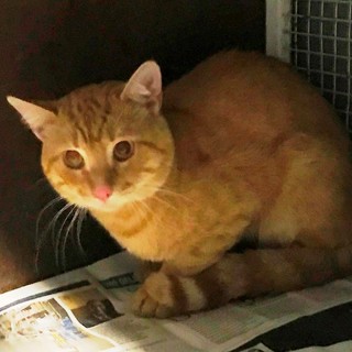 Vigili del fuoco e volontari ENPA salvano un gatto sui tetti di Savona