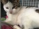 L'appello dell'Enpa: "Giovane gatto maschio cerca una famiglia"