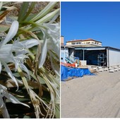 Savona, salvati dieci bulbi di gigli di mare minacciati dai lavori della passeggiata Savona, salvati dieci bulbi di gigli di mare minacciati dai lavori della passeggiata