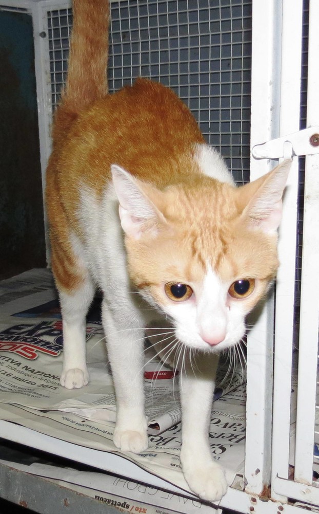 Savona, gattina indipendente cerca casa