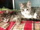 Due gattini abbandonati ad Albissola cercano casa: l'appello di Enpa