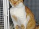 Gatto rosso e affettuoso attende di essere adottato: l'appello dell'Enpa Gatto rosso e affettuoso attende di essere adottato: l'appello dell'Enpa