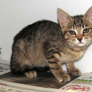 Spotorno: gattina di tre mesi cerca una nuova casa Spotorno: gattina di tre mesi cerca una nuova casa