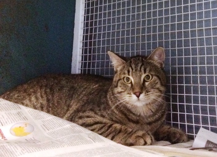 Savona, gatto ritrovato in via Garroni: l'appello ai proprietari Savona, gatto ritrovato in via Garroni: l'appello ai proprietari