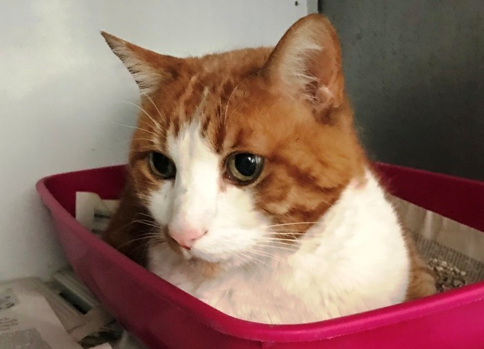 L'appello dell'Enpa: "Gatto cerca casa"