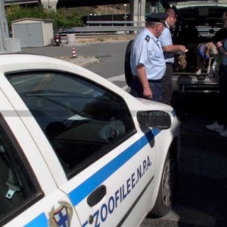 Abbandono di cani e gatti, in calo nel savonese da 20 anni: aumentano le rinunce e le consegne ai canili Abbandono di cani e gatti, in calo nel savonese da 20 anni: aumentano le rinunce e le consegne ai canili