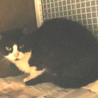 Savona, gatto maschio adulto cerca una nuova casa