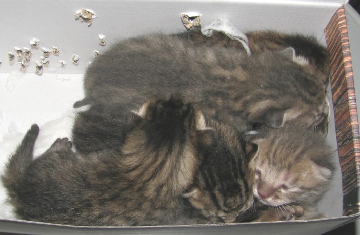 Gattini abbandonati a Valleggia