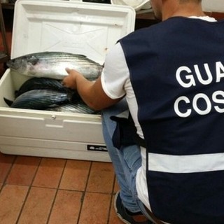 “Ad agosto, pesce irregolare non ti conosco". I risultati dell’operazione Summer fish condotta dalla Guardia Costiera della Liguria