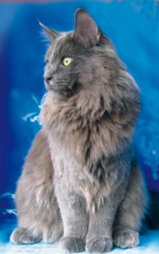 I gatti più belli del mondo saranno ad Alassio per tutto il fine settimana I gatti più belli del mondo saranno ad Alassio per tutto il fine settimana