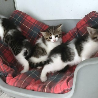 Appello dell'Enpa: cercasi mamme-gatte