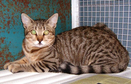 La gattina abbandonata La gattina abbandonata