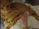 Garfield, il gatto trovato paralizzato vicino al gattile: il Rifugio Amici delle Albisole chiede aiuto Garfield, il gatto trovato paralizzato vicino al gattile: il Rifugio Amici delle Albisole chiede aiuto