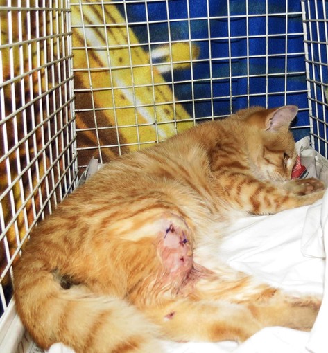 Savona: gattina salvata dalle fauci di un cane cerca casa