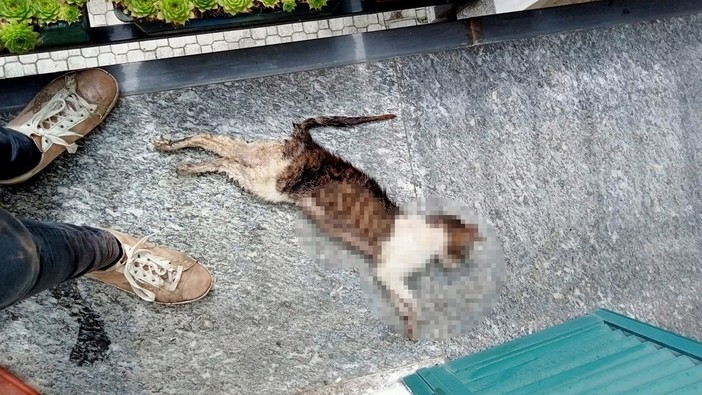 Osiglia, gatta uccisa a calci e lanciata sopra un balcone: l'associazione LEIDAA denuncia l'accaduto ai carabinieri