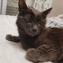 Loano, smarrito il gatto Totò: l’appello della proprietaria Loano, smarrito il gatto Totò: l’appello della proprietaria